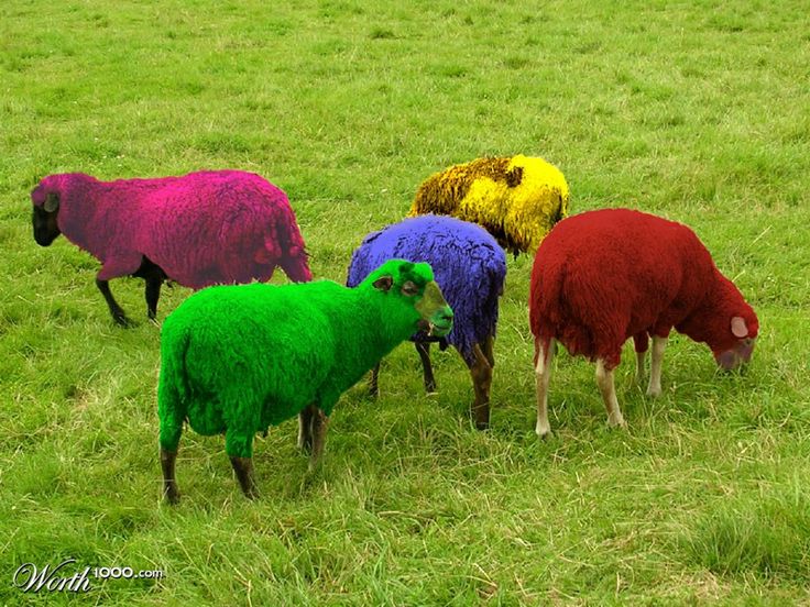 Rainbow Sheep: A Colorful Adventure into the Beauty of Nature's Palette