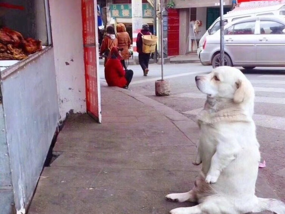 El perro callejero se sentó durante muchas horas frente a la carnicería, pidiendo comida, emocionando a todos.
