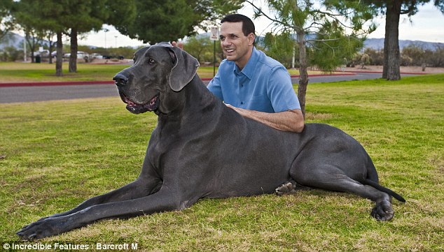 El perro gran danés azul, con sus imponentes 7 pies de largo, podría estar a punto de establecer un récord como el perro más alto del mundo.