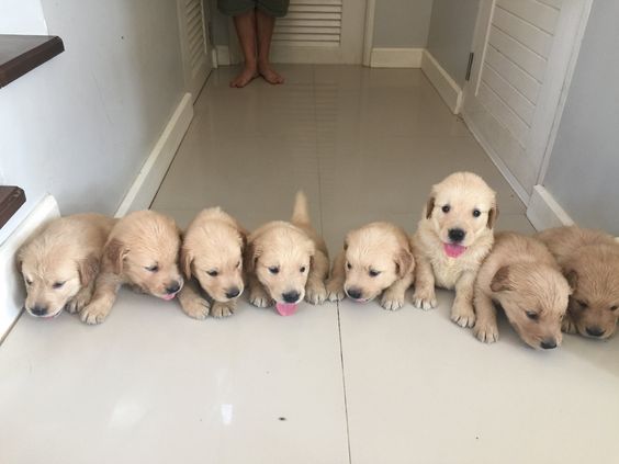 La pareja de Golden Retrievers exhibió un talento extraordinario como padres al cuidar y manejar a sus 10 cachorros recién nacidos, sorprendiendo a todos.