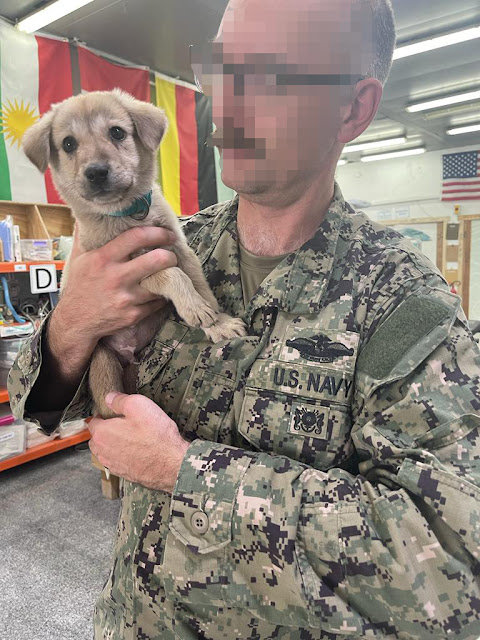 Un cachorro callejero llega a una base naval y encuentra al héroe que necesitaba para sobrevivir