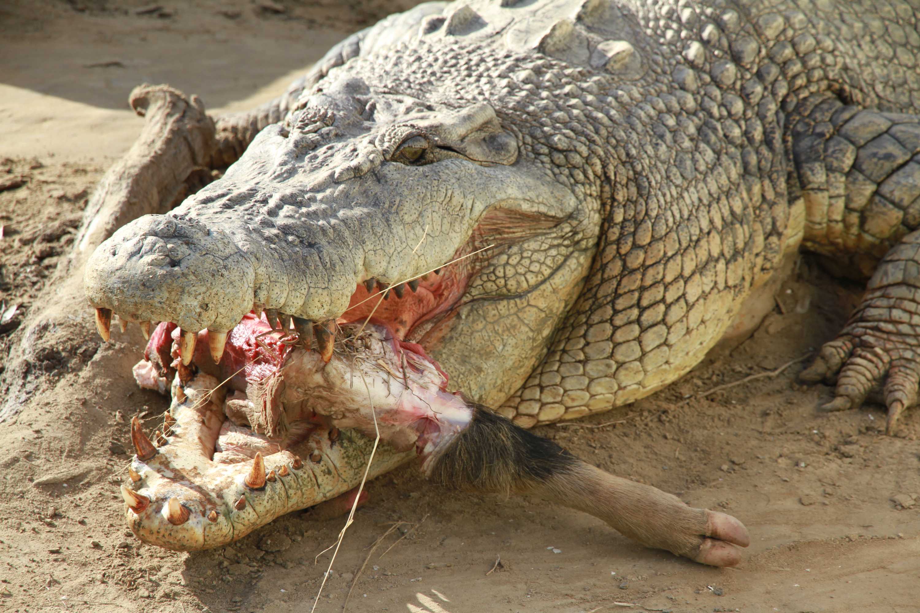Les rames sauvages adultes utilisent des crocodiles pour défendre leurs petits.