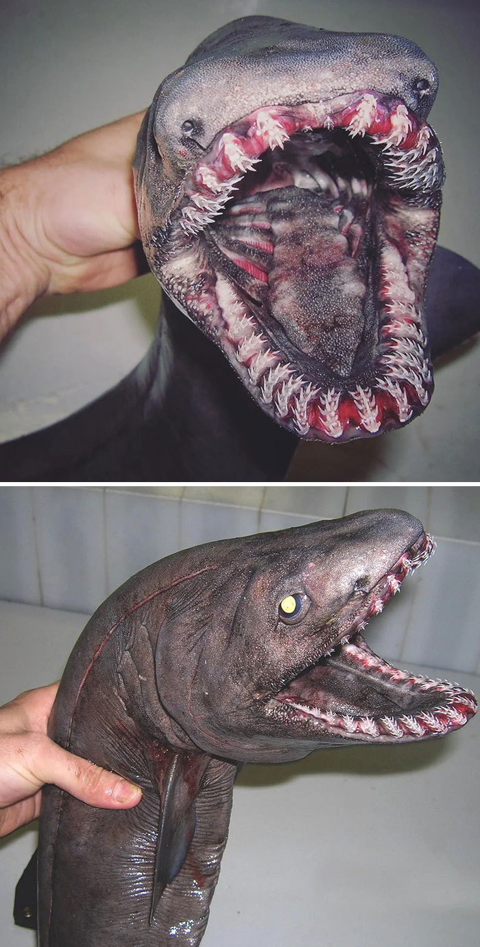 Les plongeurs sont choqués de découvrir le terrifiant « requin extraterrestre »