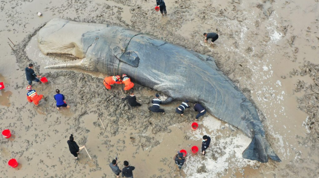 Une mission de sauvetage de 20 heures sauve la vie d’une baleine de 10 tonnes échouée – Actualités