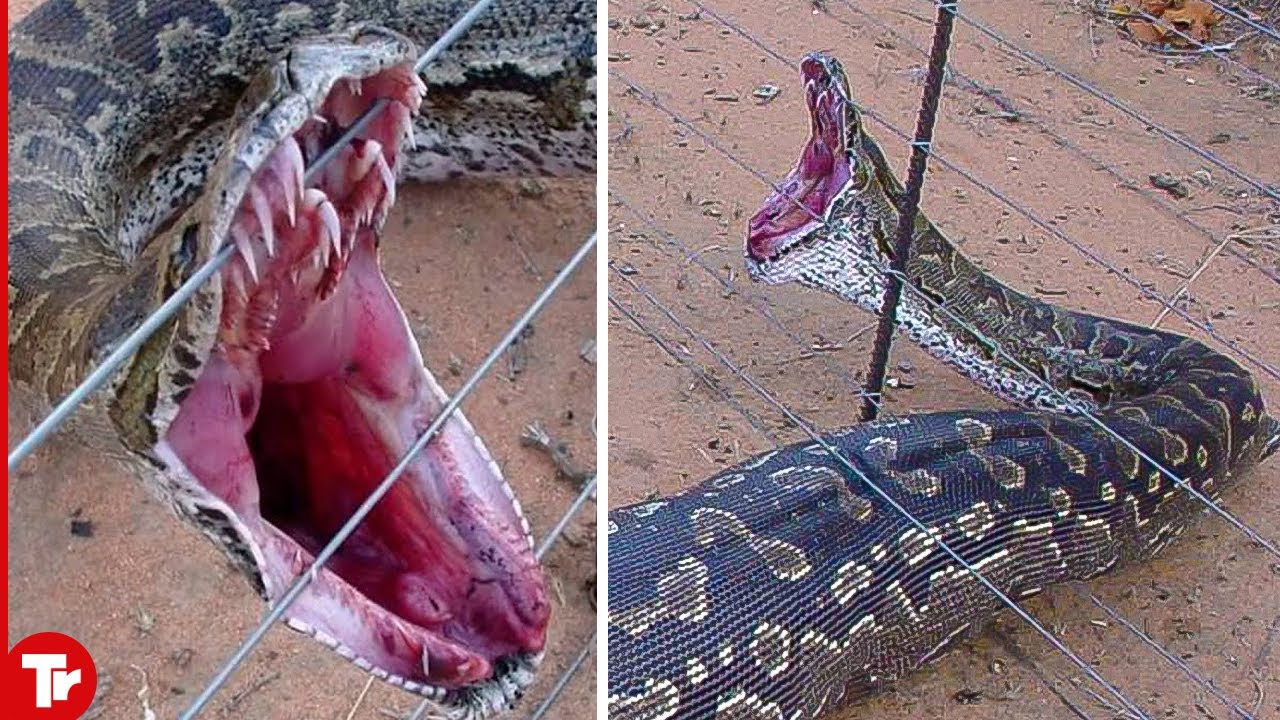 Payer le prix de l'intrusion dans les maisons : des pythons géants piégés dans des clôtures électriques ont été électrocutés.