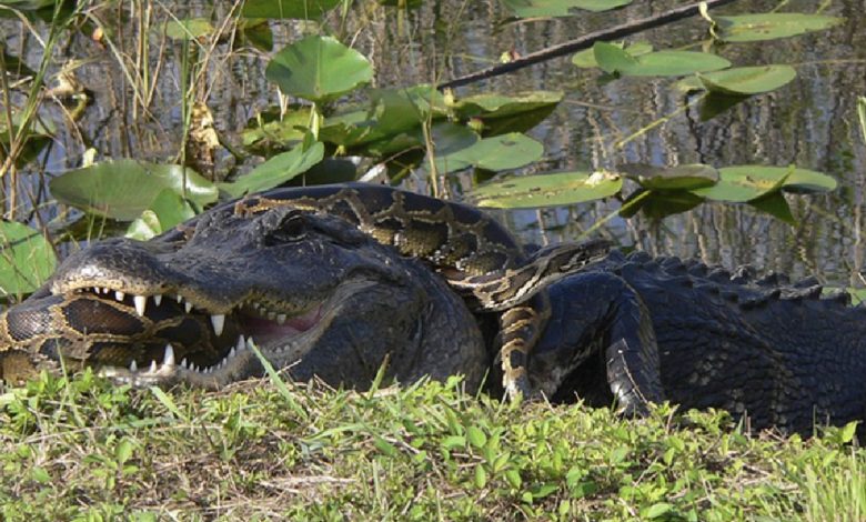 Un moment incroyable a été capturé lorsqu'un crocodile et un python birman se sont affrontés dans une bataille intense.
