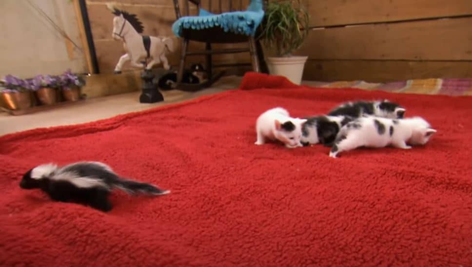 Este rescate de animales único se encuentra en una casa de campo y alberga todo tipo de animales. Ruby, una gata blanca y negra, acaba de dar a luz a cuatro gatitos blancos y negros y también acaba de ser acogida en esta casa.
