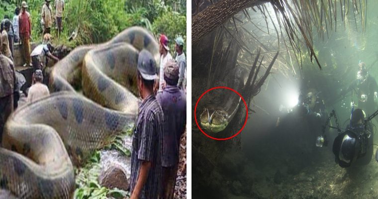 Pitón gigante 3 veces más grande que humanos en el Amazonas - nature
