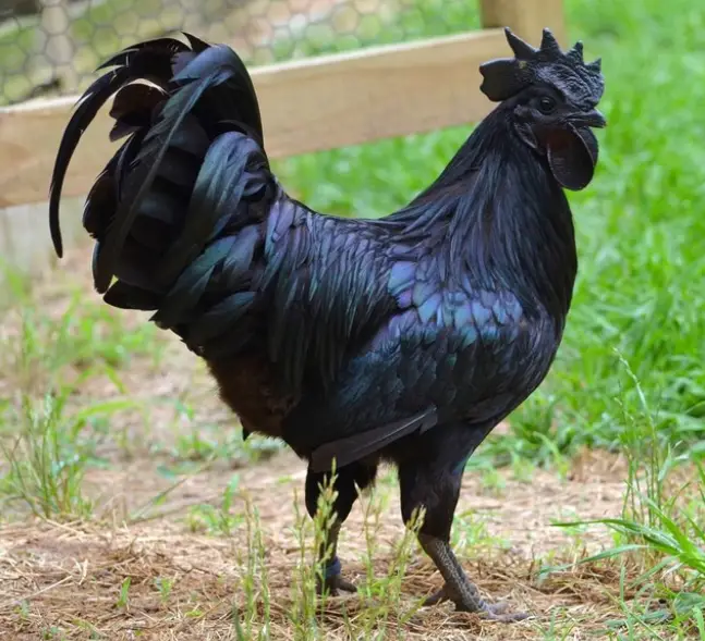 Revelando la majestuosidad y el dominio del majestuoso pollo negro: ¡una fascinante maravilla aviar! - nature