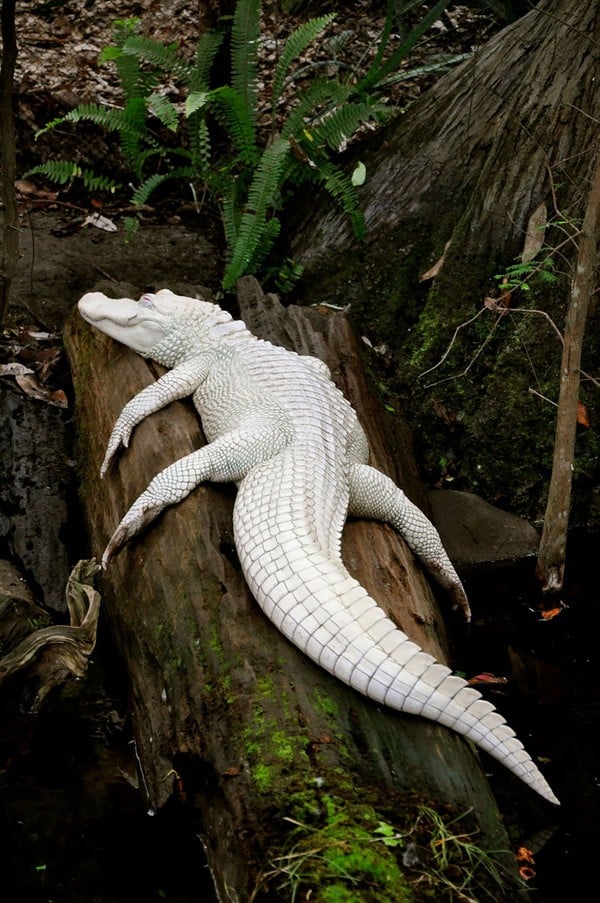El cocodrilo más raro del mundo se puede encontrar en el callejón. - nature