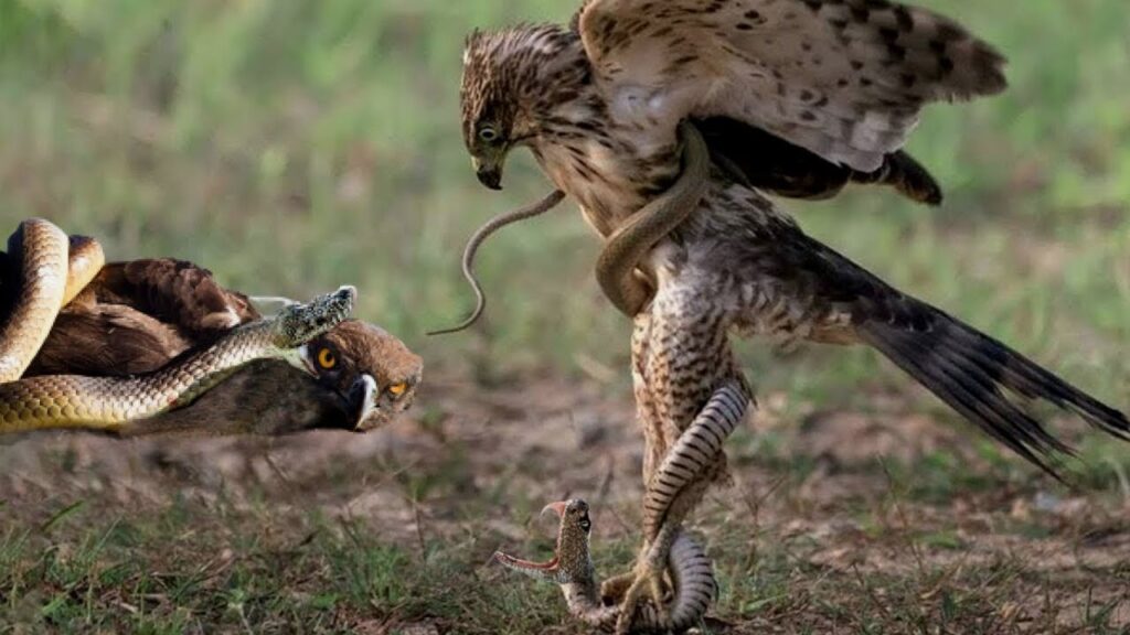 La defensa desesperada de la serpiente: el veneno sale disparado hacia los ojos del halcón mientras sujeta la cabeza de la serpiente - nature