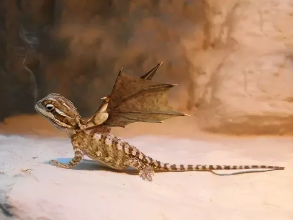 Un dragón centenario apareció en Sudáfrica, confundiendo al mundo (VIDEO)