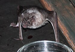 El hallazgo de un murciélago mutante con rasgos humanos genera entusiasmo en la comunidad científica (vídeo)
