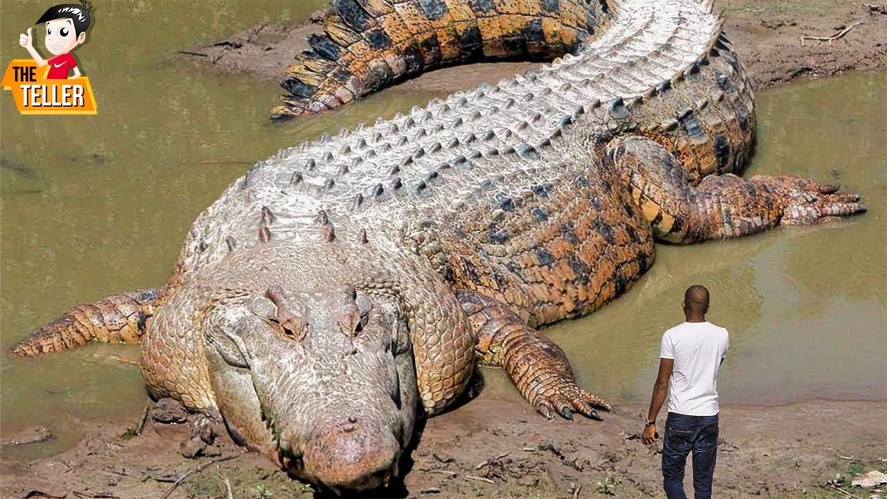"Encuentro con un enorme cocodrilo de 1.000 años de antigüedad y la conclusión inicial en 'Monstruo del pantano' (vídeo)"
