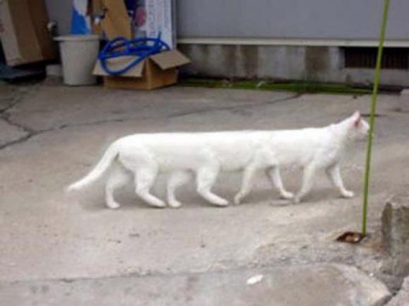 Asombro cuando un gato mutante de 8 patas camina casualmente entre la gente (vídeo)