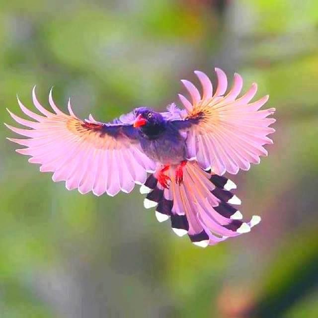 If there’s one thing lovebirds are good at, it’s keeping you entertained with their beauty. They are the epitome of true love, as they are monogamous and mate for life with their partners. their mating begins with courtship, and this can continue throughout their lifespan, which is typically 15 years.