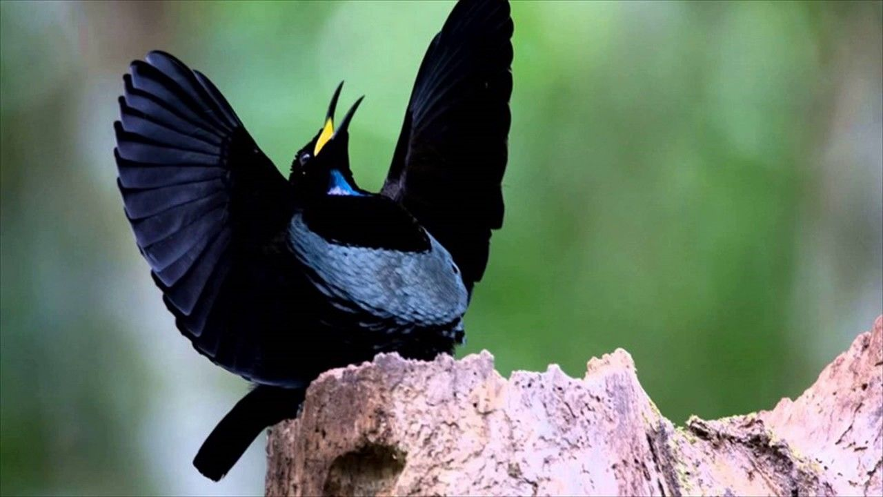 The Magnificent riflebird(34 cm long) distributes in lowland rainforests of New Guinea, and in Northeastern Australia, in the Cape York area.