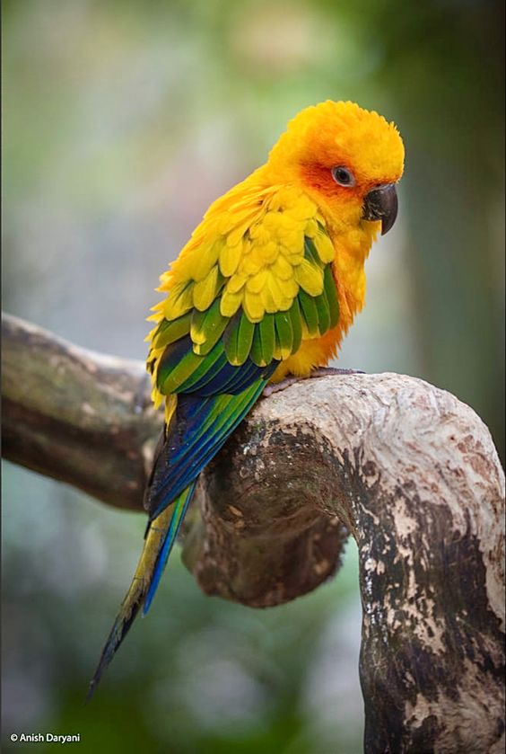 The Sun Parakeet, also known as the Sun Conure, is one of the avian wonders of the world, renowned for its vibrant plumage of orange and yellow that creates a unique and captivating visual display.