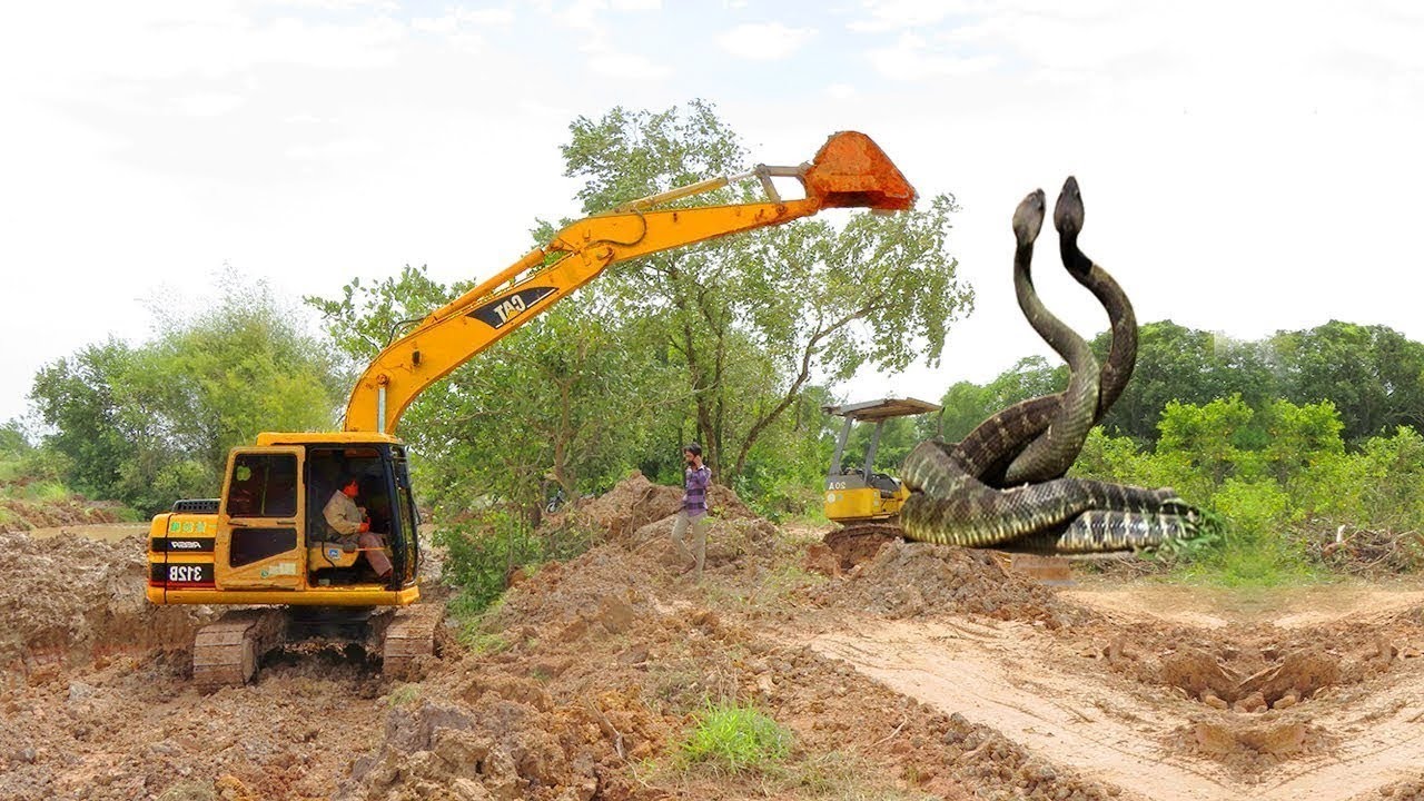 Incroyable Rencontre : Des Chasseurs de Serpents Capturent Deux Immenses Reptiles en Pleine Confrontation avec une Excavatrice.