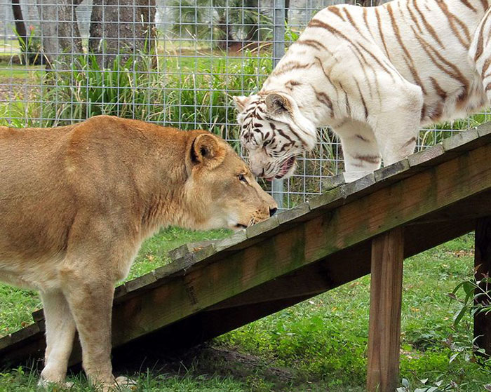 Une Amitié Inattendue : Le tigre Blanc et le Lion S'évadent Ensemble.